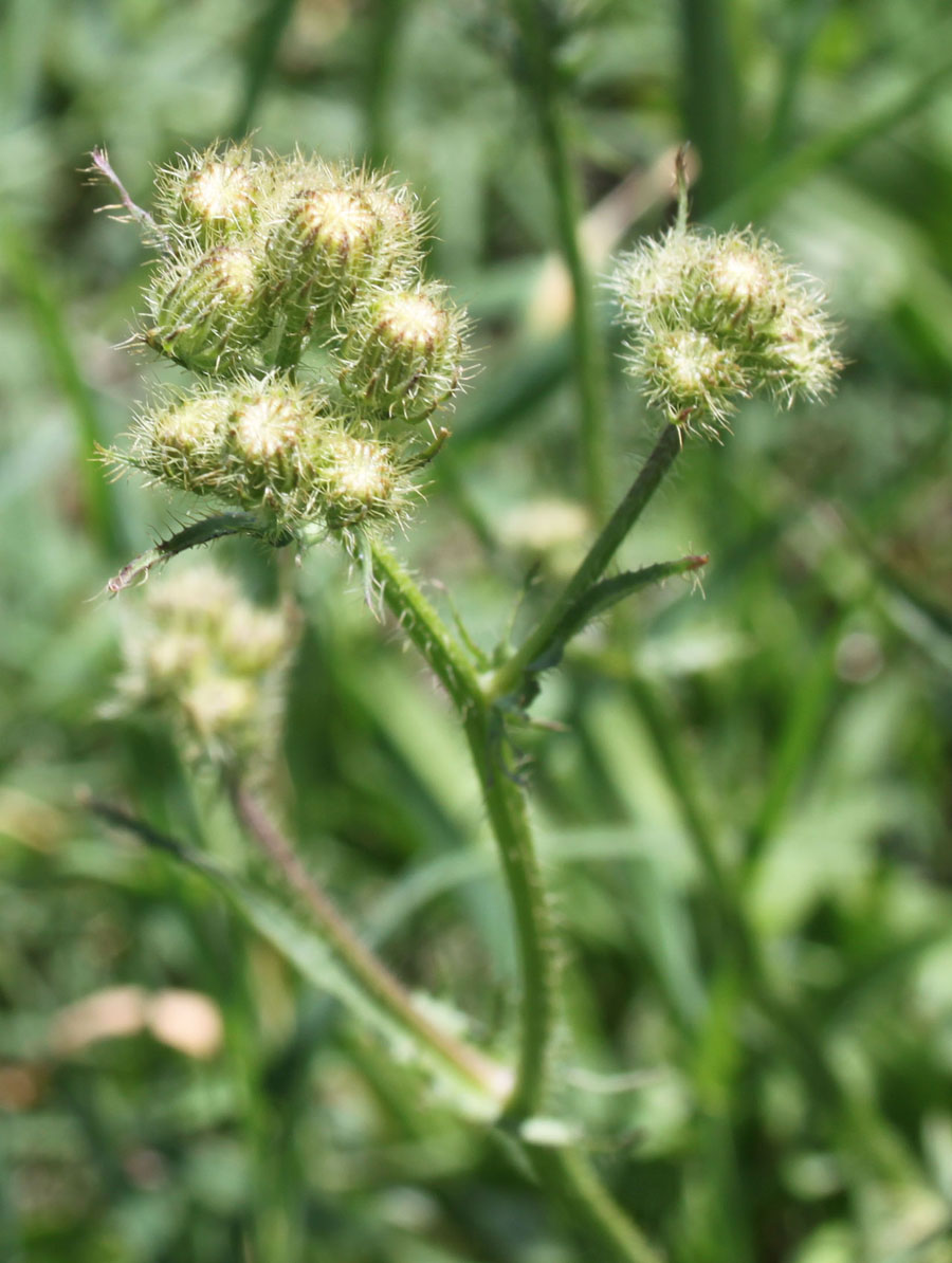 Crepis setosa / Radicchiella cotonosa